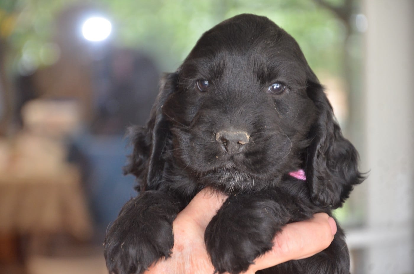 CHIOT 7 collier rose