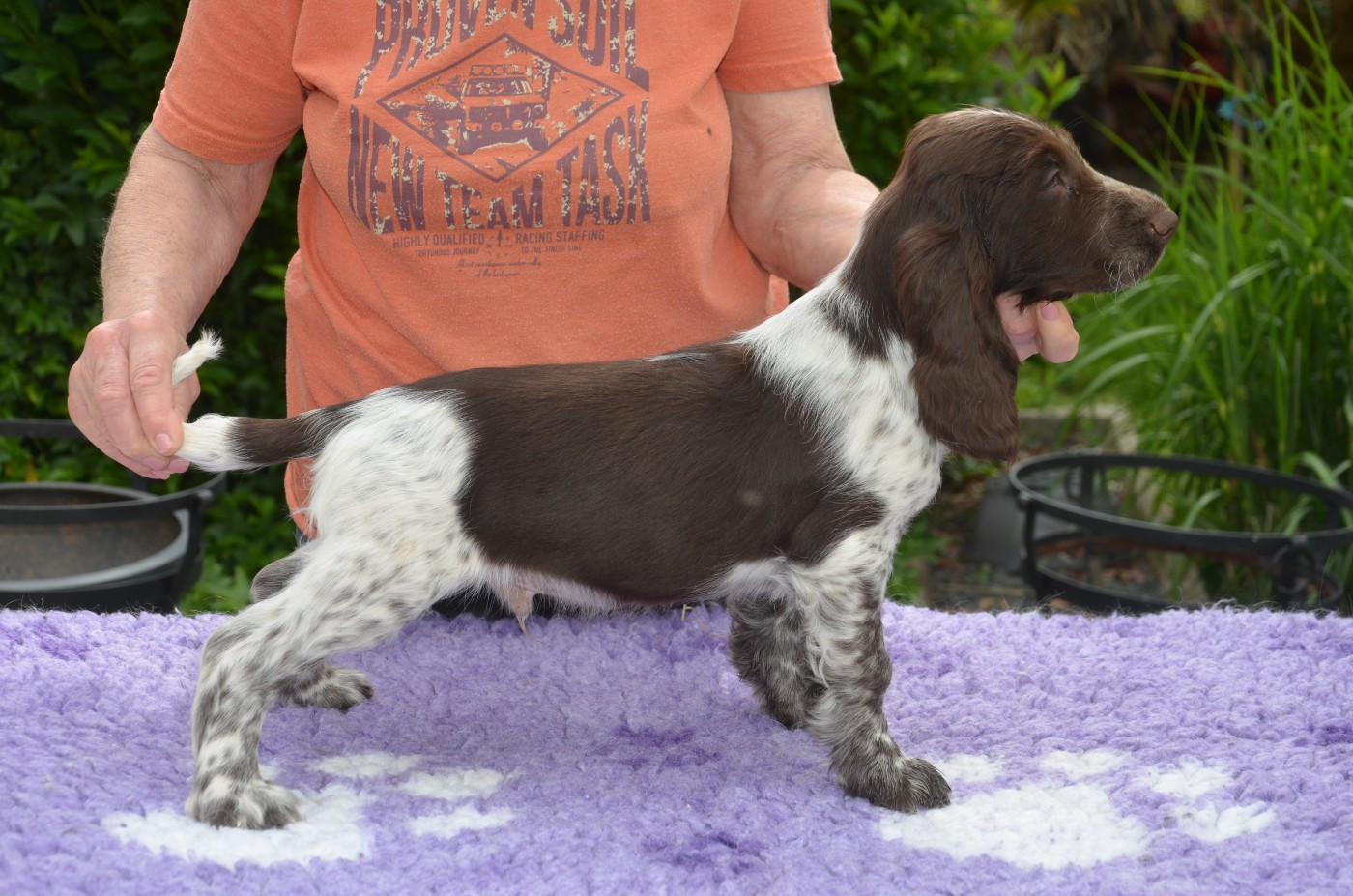 CHIOT 7 BERLIOZ