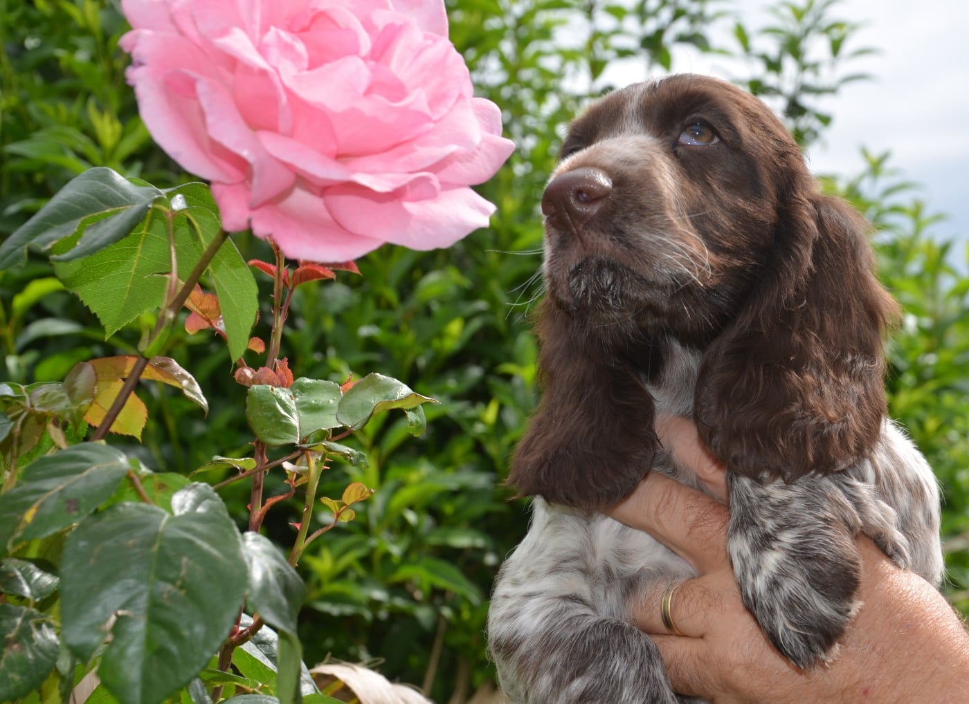 CHIOT 7 BERLIOZ