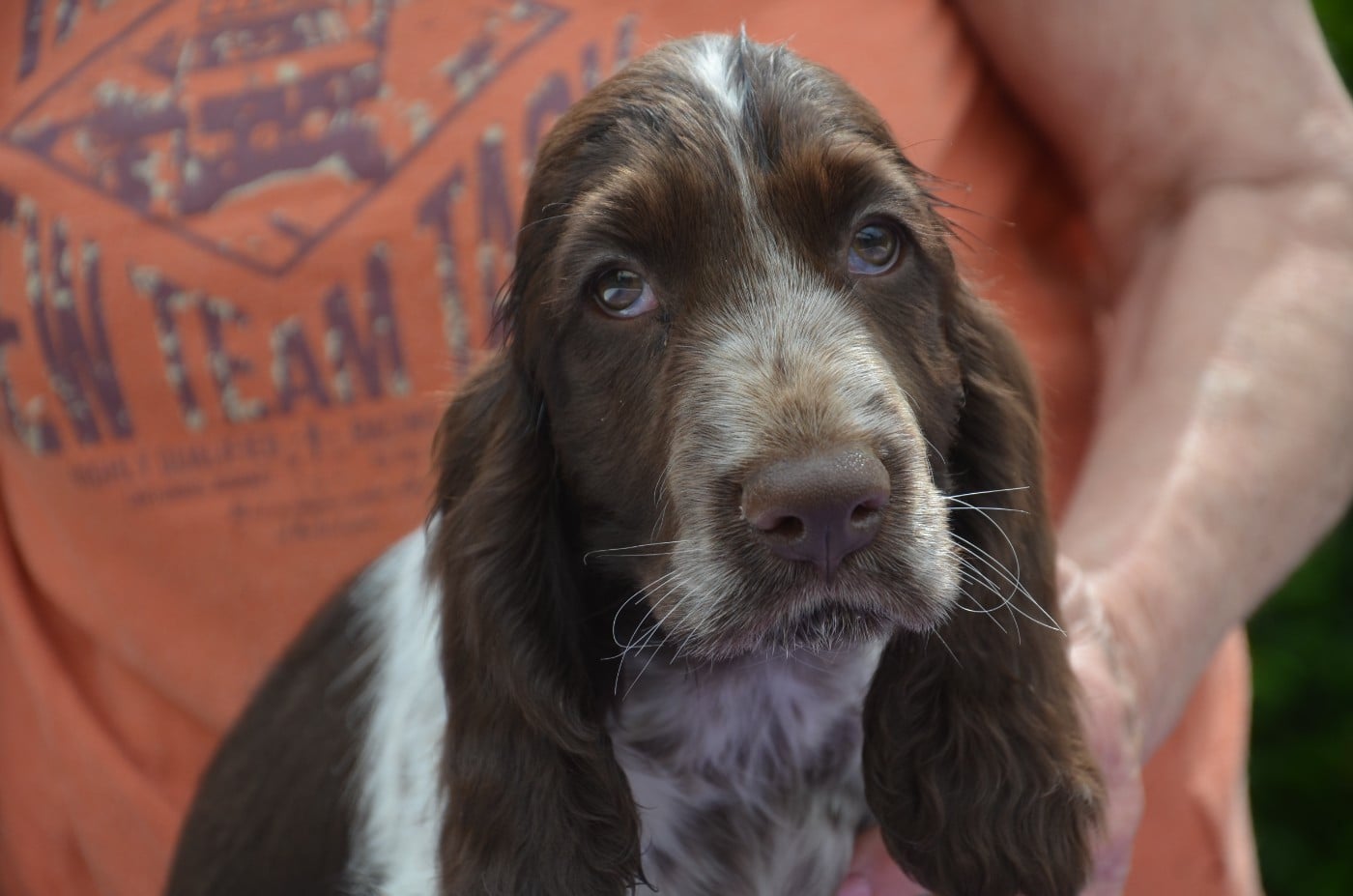 CHIOT 7 BERLIOZ