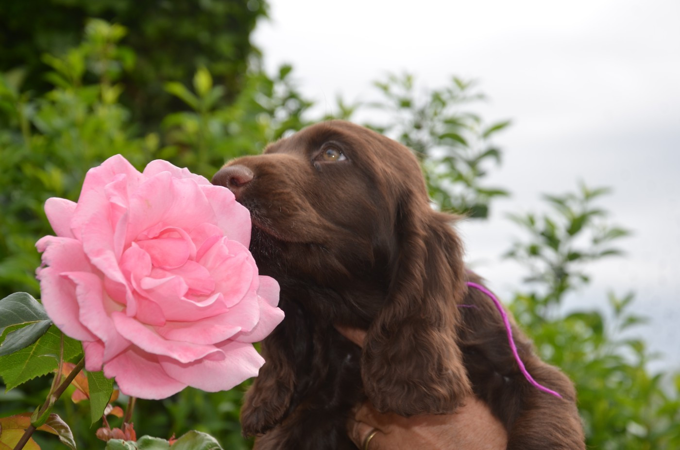 Field Spaniel - du Rieu-Grand