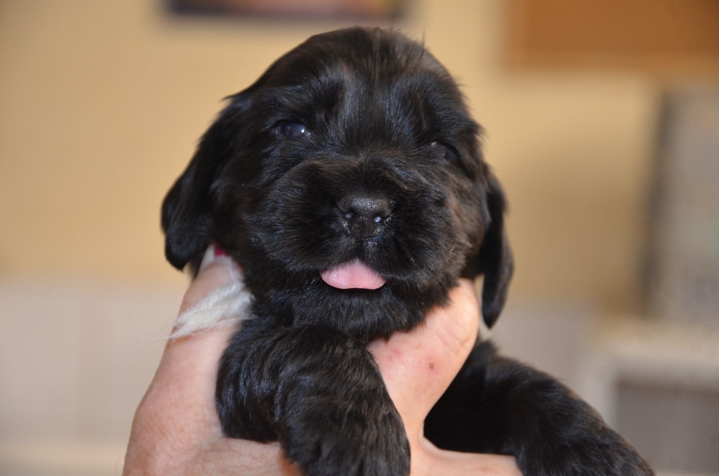 Cocker Spaniel Anglais - du Rieu-Grand