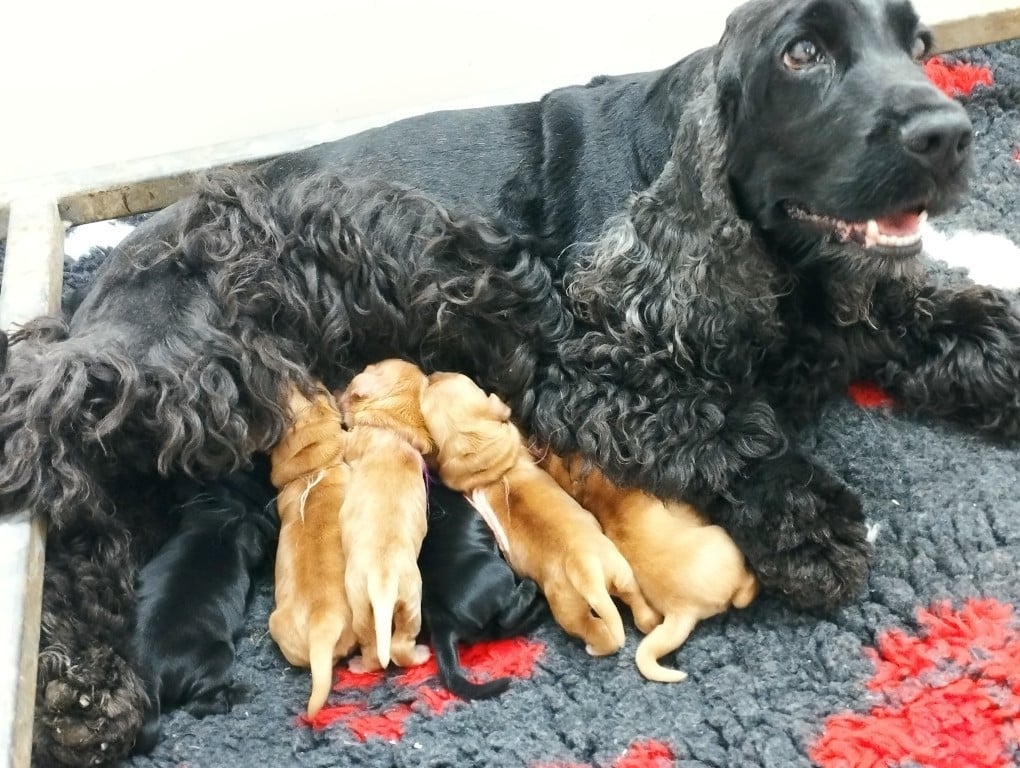 Cocker Spaniel Anglais - du Rieu-Grand