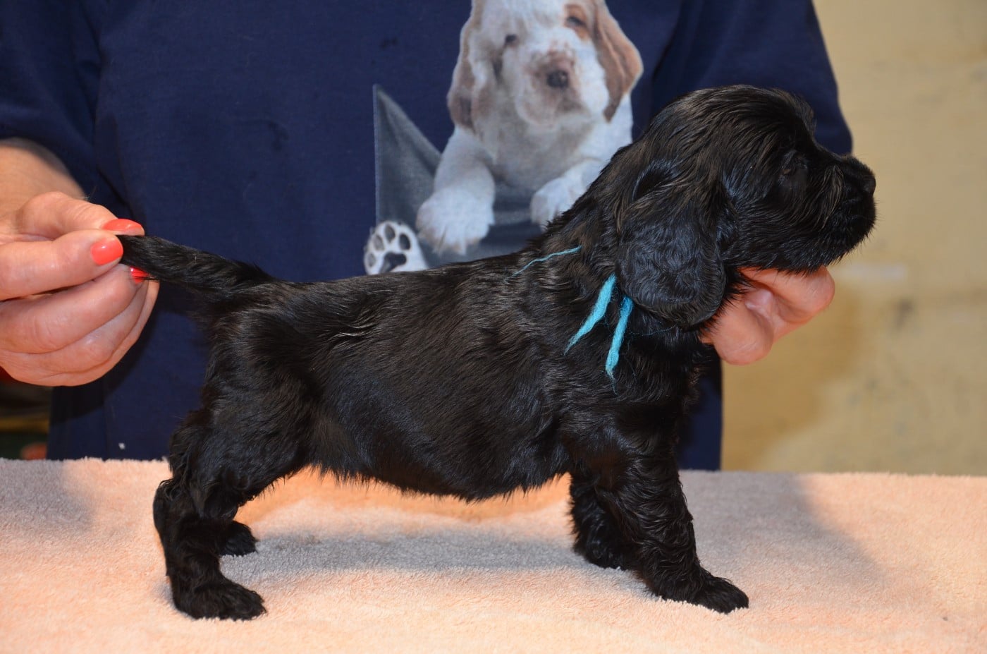 Cocker Spaniel Anglais - du Rieu-Grand
