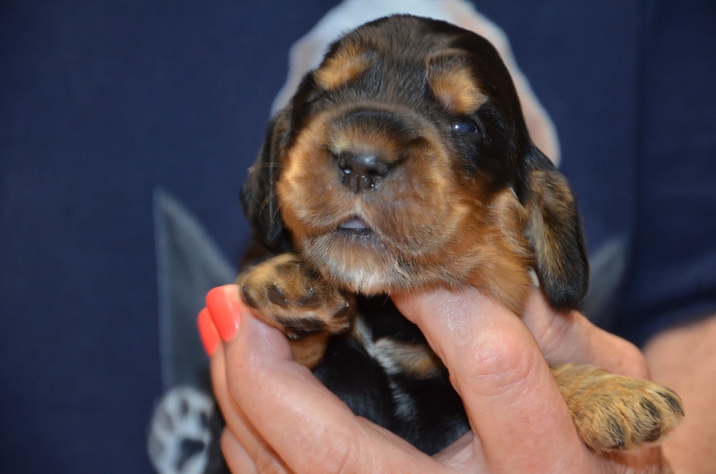Cocker Spaniel Anglais - du Rieu-Grand