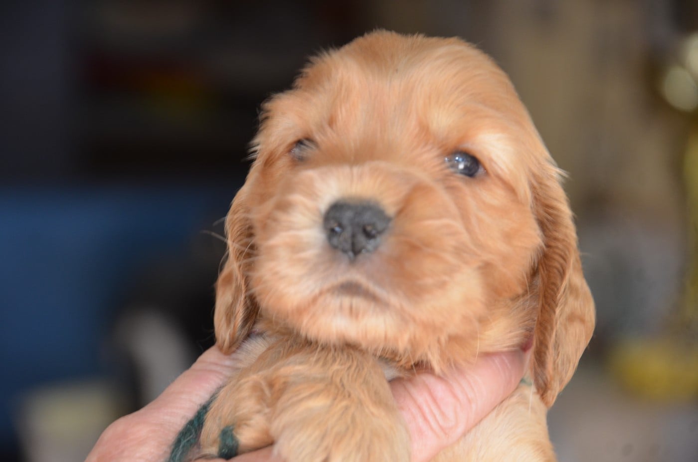 Cocker Spaniel Anglais - du Rieu-Grand