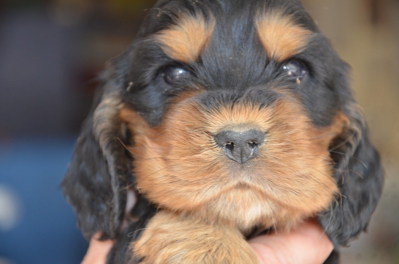 Cocker Spaniel Anglais - du Rieu-Grand