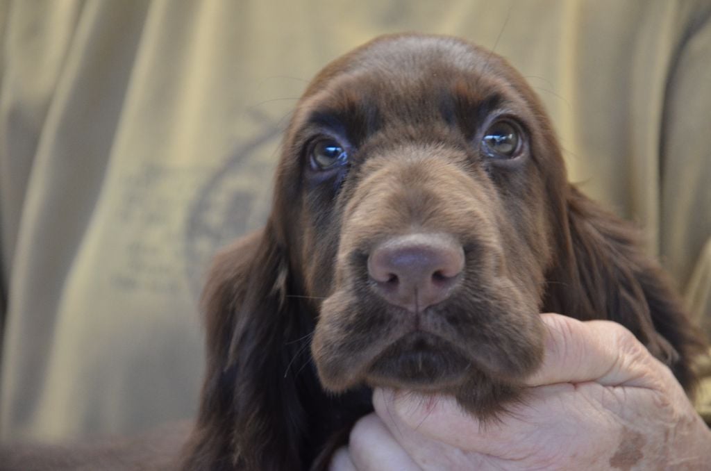 ADELAIDE DITE AÏDIE