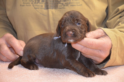Les chiots de Field Spaniel