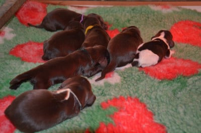 Les chiots de Field Spaniel