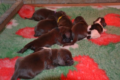 Les chiots de Field Spaniel