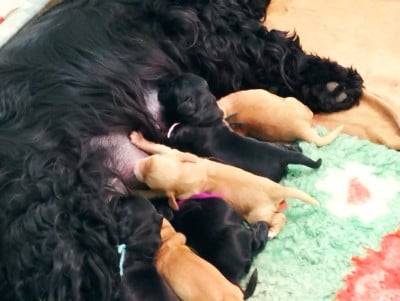 Les chiots de Cocker Spaniel Anglais