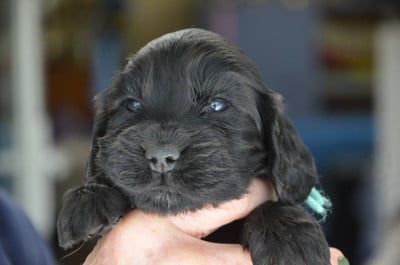 Les chiots de Cocker Spaniel Anglais