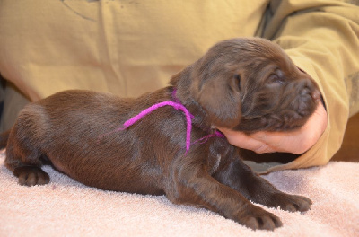 Les chiots de Field Spaniel