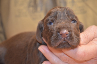 Les chiots de Field Spaniel