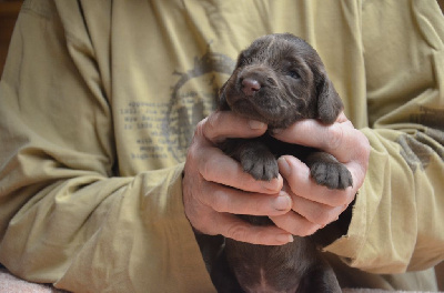Les chiots de Field Spaniel