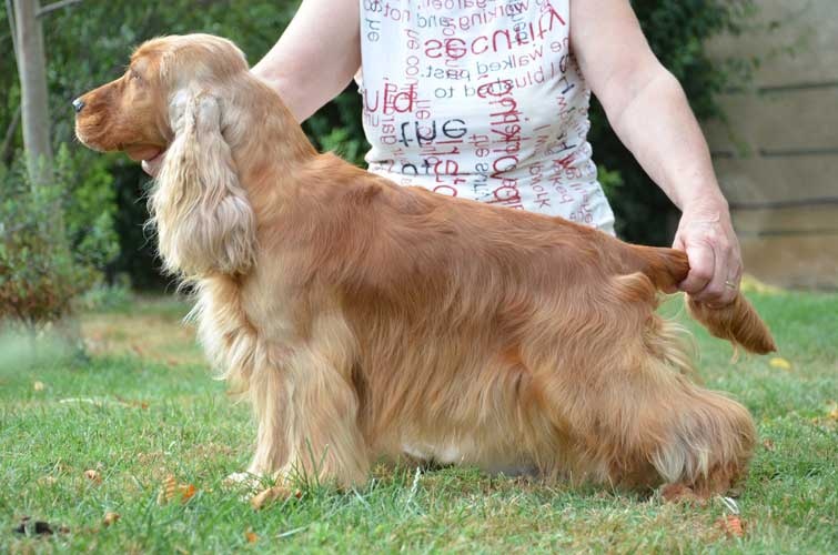 Elen wood du Rieu-Grand - 2eme excellente