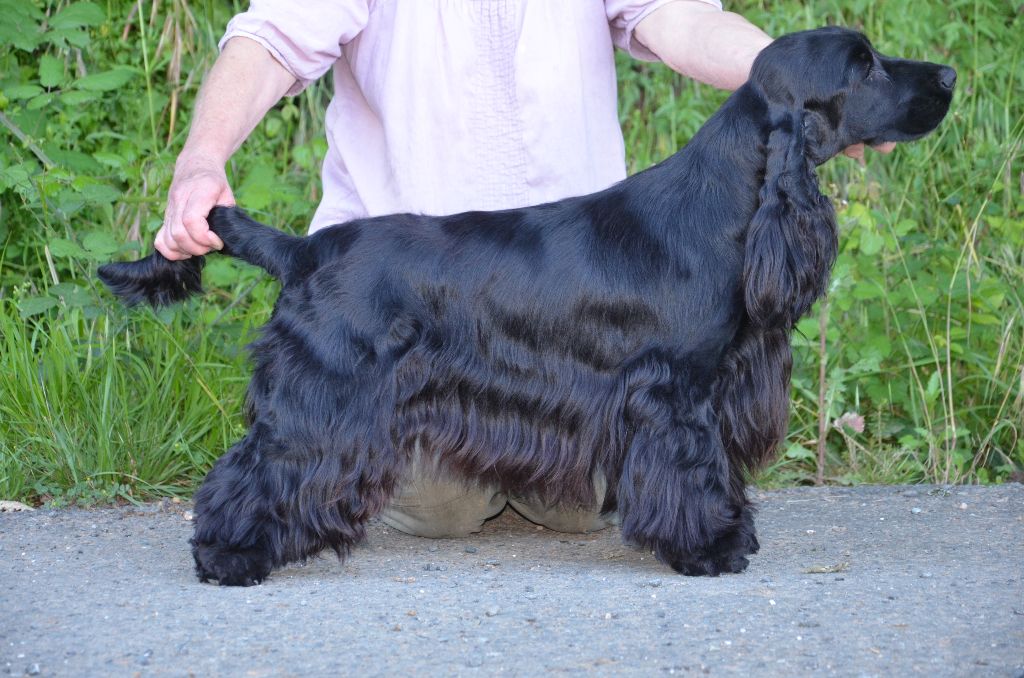 Néva du Rieu-Grand - cl jeune : 1ere excellente