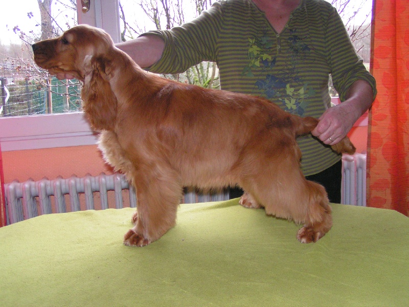 Elen wood du Rieu-Grand - Très prometteur