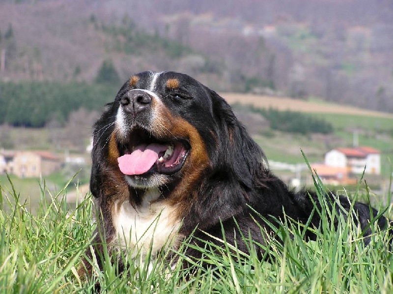 Publication : du mas de Jalnot