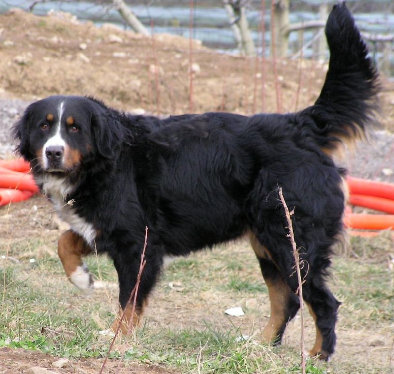 Publication : du mas de Jalnot