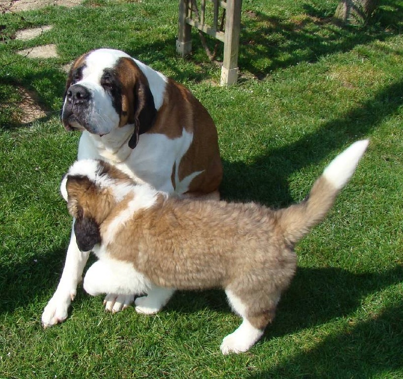 Hendjie du mas de Jalnot