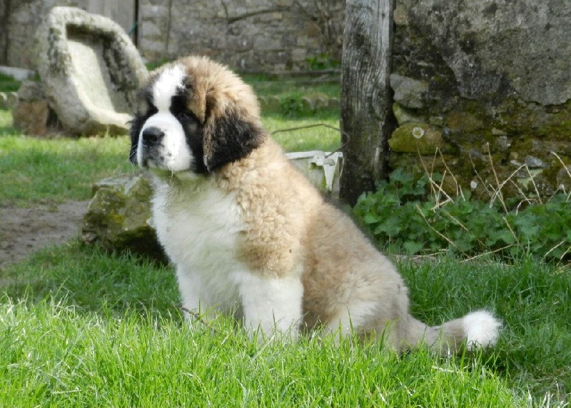 Hivana du mas de Jalnot