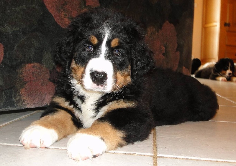 Publication : du mas de Jalnot