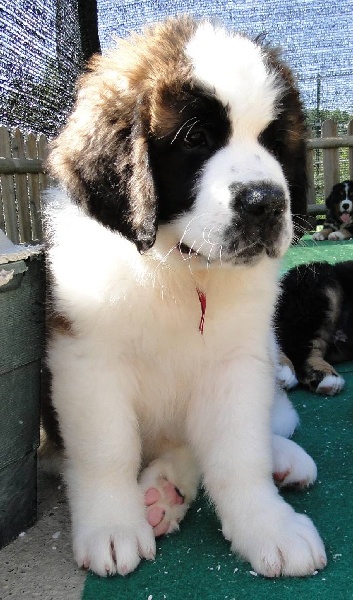 CH. Fidji du mas de Jalnot