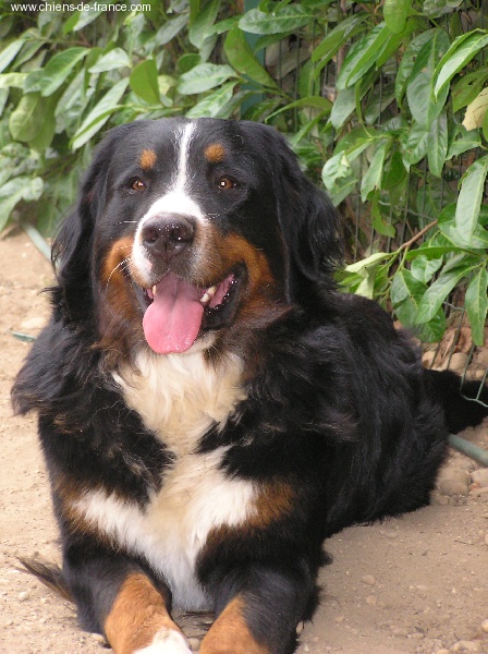 Publication : du mas de Jalnot