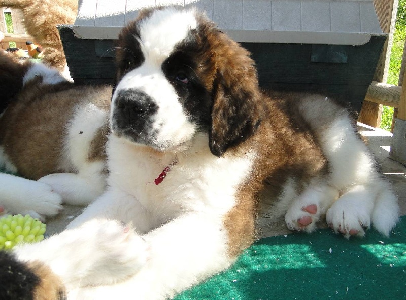 CH. Fidji du mas de Jalnot