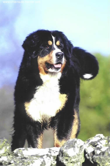 Publication : du mas de Jalnot