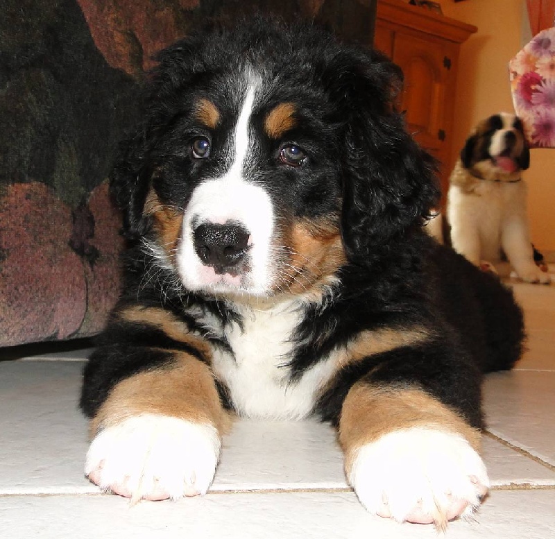 Publication : du mas de Jalnot