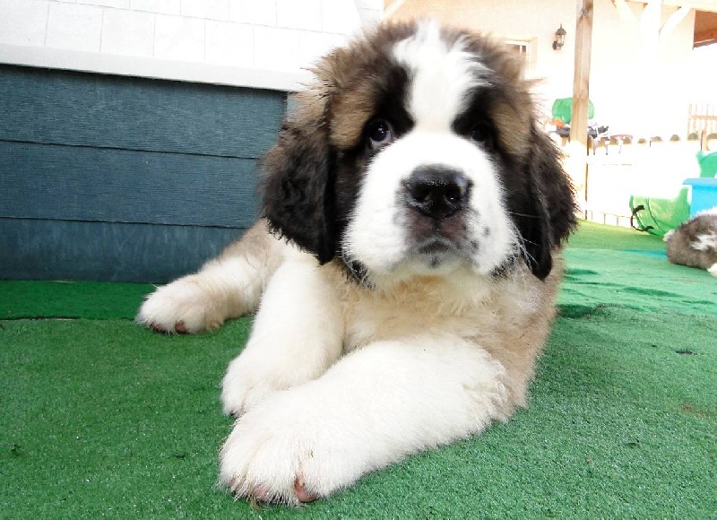 Hivana du mas de Jalnot