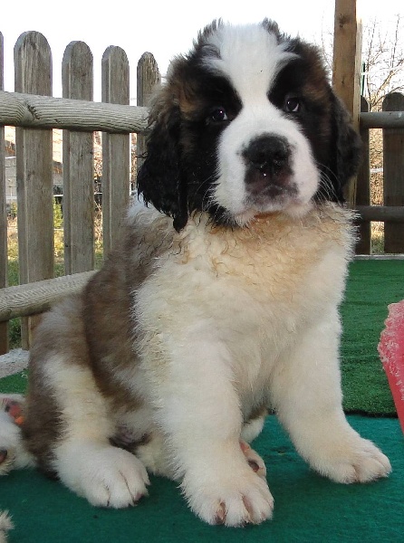 Hendjie du mas de Jalnot