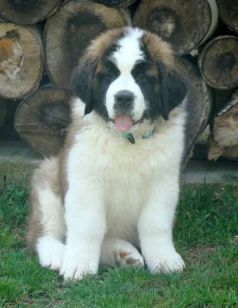 Hendjie du mas de Jalnot