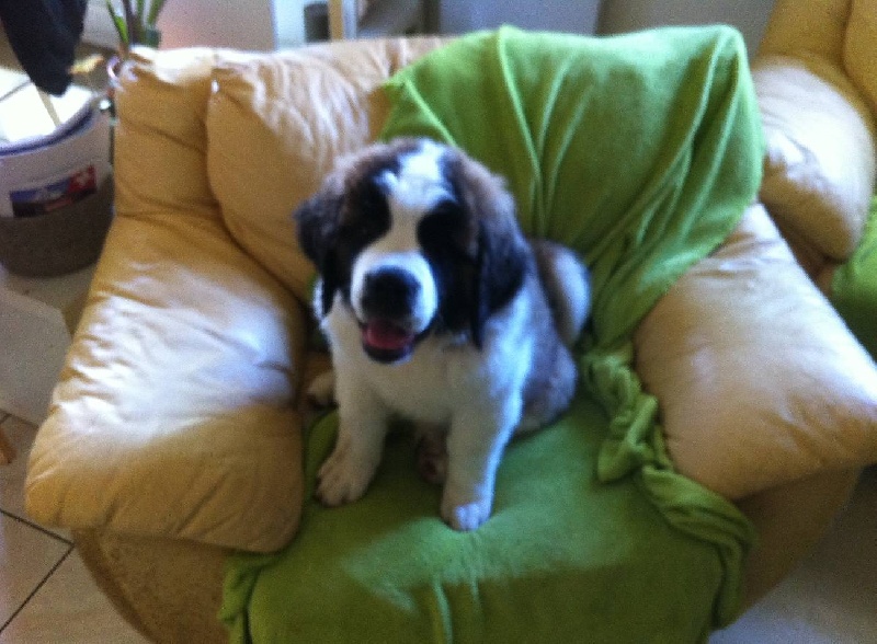 Hendjie du mas de Jalnot