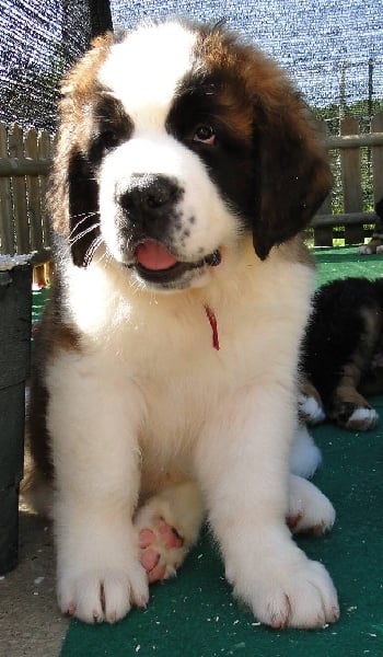 CH. Fidji du mas de Jalnot