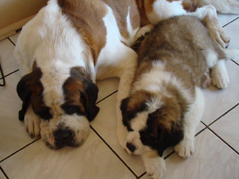 Hendjie du mas de Jalnot