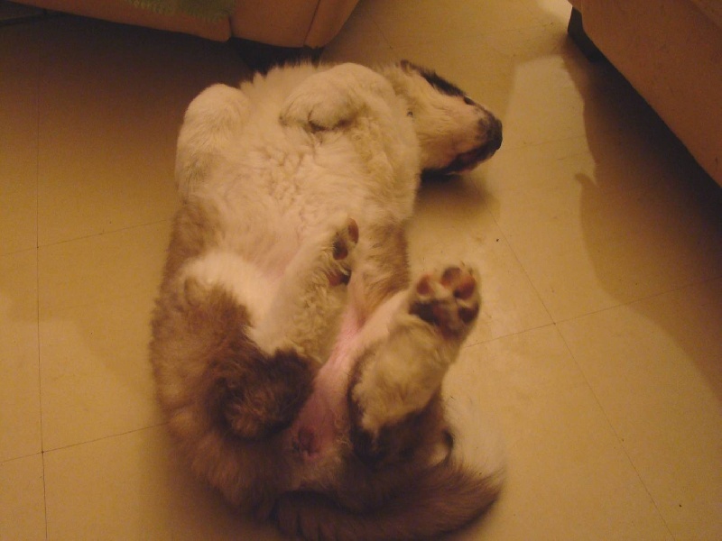 Hendjie du mas de Jalnot