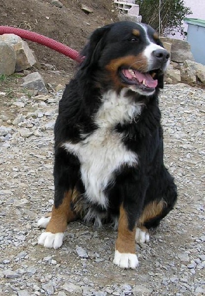 Publication : du mas de Jalnot