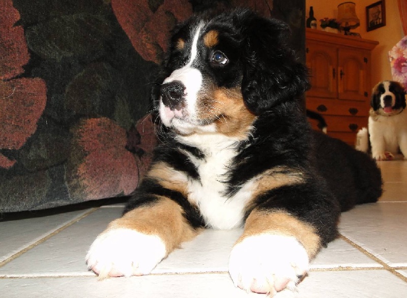 Publication : du mas de Jalnot