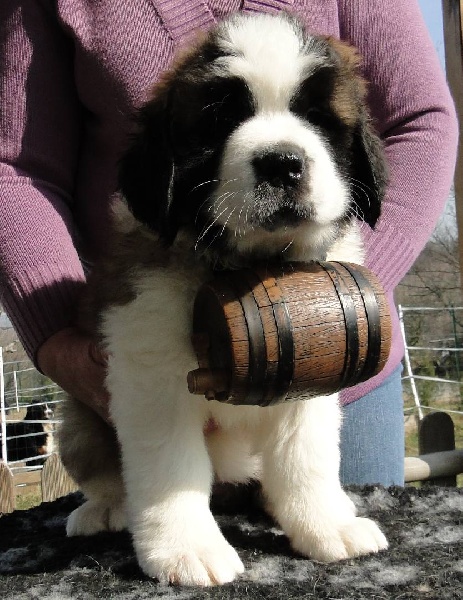 Hendjie du mas de Jalnot