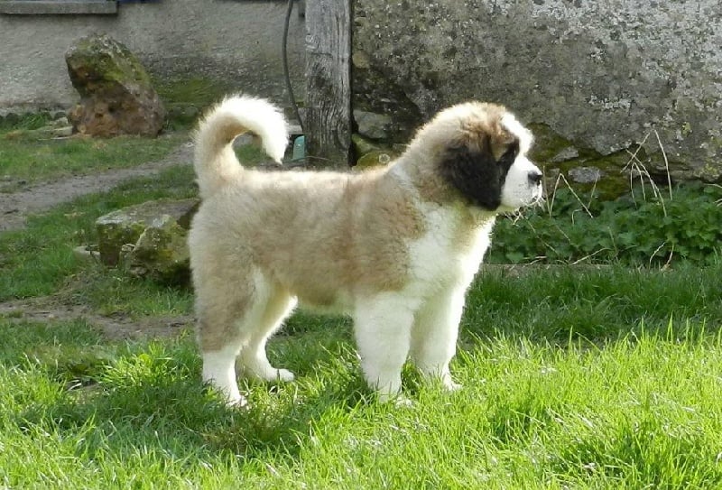 Hivana du mas de Jalnot