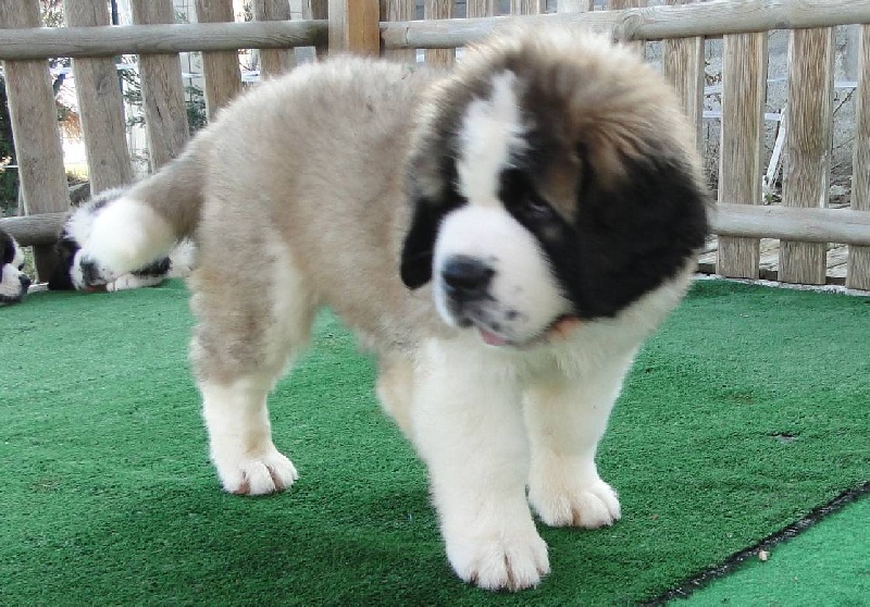 Hivana du mas de Jalnot