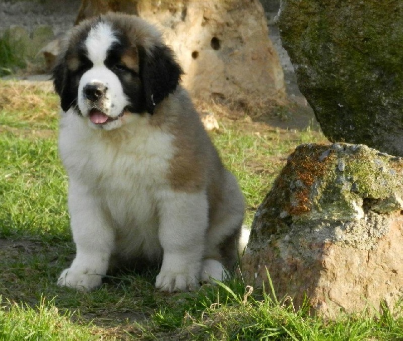 Hivana du mas de Jalnot