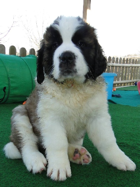 Hendjie du mas de Jalnot