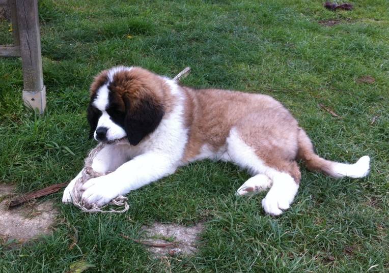 Hendjie du mas de Jalnot