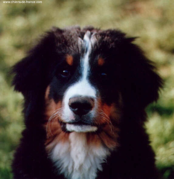 Publication : du mas de Jalnot