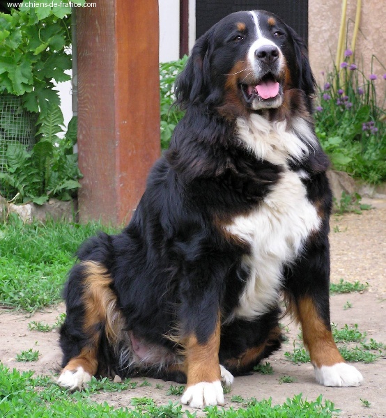 Publication : du mas de Jalnot